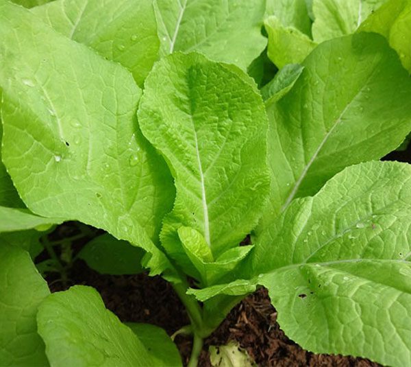 Hạt giống cải mơ lùn